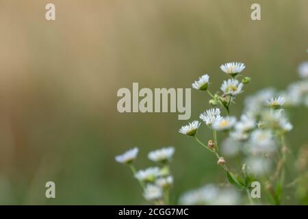Winzige weiße wilde Gänseblümchen wie Blumen in wilden natürlichen Blumen Feld in grün verschwommen Umgebung Hintergrund. Erigeron strigosus mit Kopierraum Stockfoto