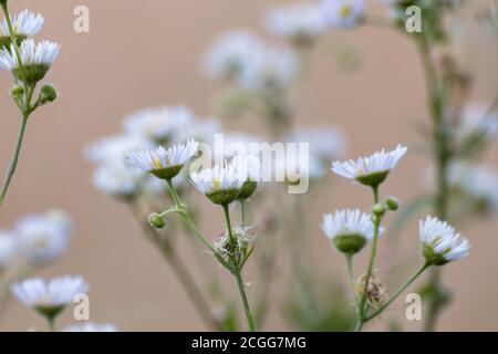 Sweet winzig weiß wild Gänseblümchen wie Blumen Makro in wild auf beige kühle Farbe verschwommen Hintergrund Umgebung. Nahaufnahme von Erigeron Prairie Fleabane Stockfoto