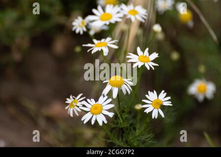 Kamille oder Kamille weiße Gänseblümchen-ähnliche Wildblumen blühen auf der Wiese Nahaufnahme des Felds Stockfoto