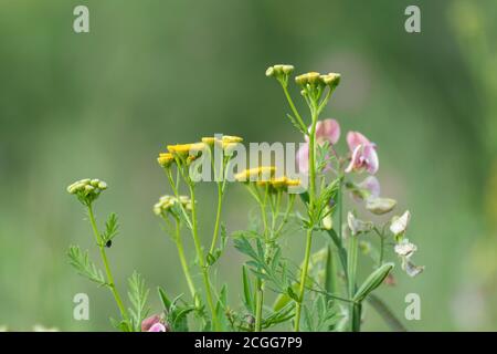 Zartes gelb und süße Erbsen rosa Blüten in Wiese wild Feld Rasen Grün. Natürliche Kräutersorte mit verschwommenem frischen Hintergrund Stockfoto