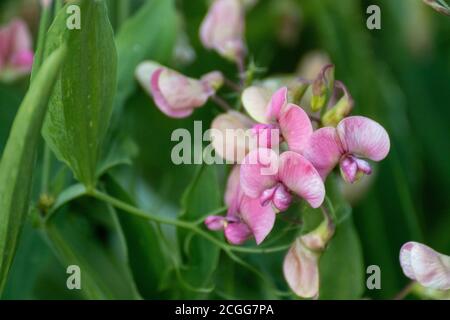 Wilde weiße und rosa süße Erbsen zarte Blüten Blüte Makro Auf grünem unscharfen Hintergrund Stockfoto