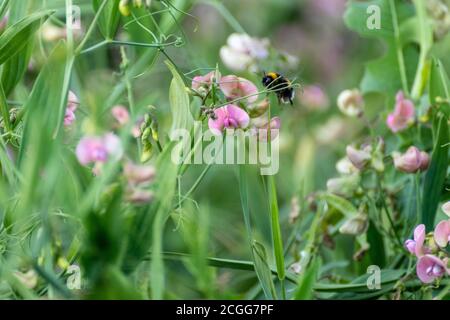 Wilde weiße und rosa süße Erbsen mit Hummel zarte Blüten Blossom Makro auf grün verschwommen Hintergrund Stockfoto