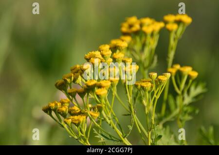 Gelbe Tansy-Blüten (Tanacetum vulgare, gewöhnlicher Tansy, bitterer Knopf, goldene Knöpfe) auf grünem sonnigen Sommer-Wildfeld aus der Nähe Stockfoto