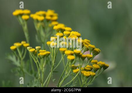 Gelbe Tansy-Blüten (Tanacetum vulgare, gewöhnlicher Tansy, Bitter-Knopf, Kuh-Bitter, goldene Knöpfe) auf grünem Sommerwildfeld aus der Nähe Stockfoto