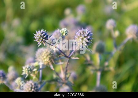 Scharfe wilde Eryngium bourgatii, Amethyst Eryngos Blüten lila blau mit grün verschwommenem Hintergrund auf hellen sonnigen Sommer warmes Licht Stockfoto