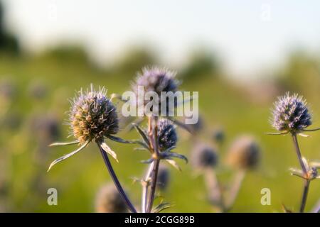 Wilde Blumen Eryngium bourgatii close-up, Amethyst Eryngos blühende lila Pflanze mit grün verschwommenem Hintergrund auf Sonnenuntergang Sommer warmes Licht Stockfoto