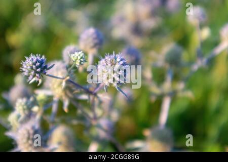 Scharfe Wildblumen Eryngium bourgatii, Amethyst Eryngos blühende lila Pflanze mit grün verschwommenem Hintergrund auf hellen sonnigen Sommer warmes Licht Stockfoto