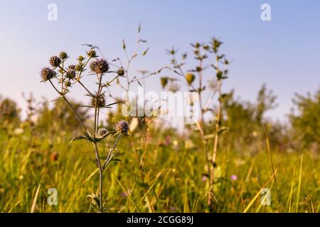 Wildblumen Rasen im Sonnenuntergang Licht. Eryngium bourgatii, Amethyst Eryngos und verschiedene grüne Gras Stockfoto