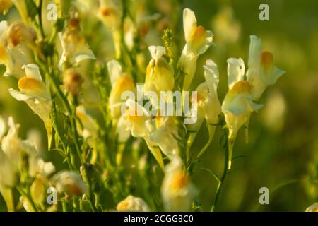 Linaria vulgaris oder Butter und Eier, eine Art von Toadflachs. Nahaufnahme sonnige gelbe Wildblumen in grünem Gras mit verschwommenem Hintergrund Stockfoto