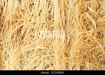 Wurzeln der grünen Erbsen sprießen auf dem ganzen Hintergrund, Nahaufnahme Stockfoto