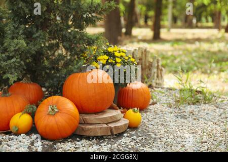 Gemütliches Herbstkonzept mit Kürbissen im Freien im Park Stockfoto