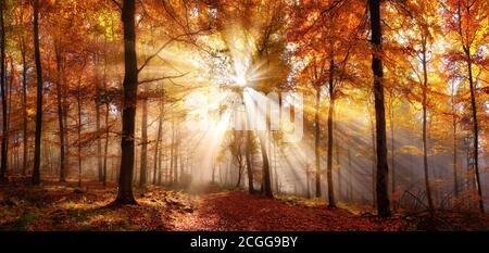 Bezaubernde Sonnenstrahlen in einem goldenen Wald im Herbst beleuchten einen Pfad mit rotem Laub bedeckt. Die Schönheit der Natur in lebendigen warmen Farben Stockfoto