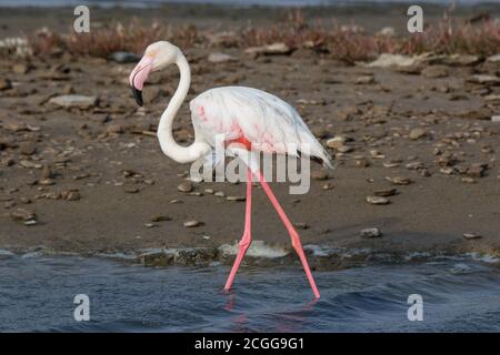 Lonaly rosa Famingo mit langen Beinen und gelben Augen im kalten Meerwasser. Namibia Stockfoto