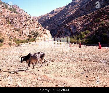 Kuh in den Bergen mit drei indischen Frauen zu Fuß nach hinten, Samode, Rajasthan, Indien. Stockfoto