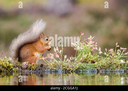 Eurasisches Rothörnchen (Sciurus vulgaris) Futtersuche am Rande eines kleinen Pools Stockfoto