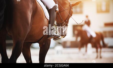 Auf einem Bay Horse mit einem dunklen Schwanz im Sattel sitzt ein Reiter, der eine Peitsche und einen Fuß in den Steigbügel hält, und um sie zu treffen reitet ein Rivale in Reiten Co Stockfoto