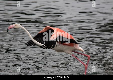 Lonaly rosa Famingo mit langen Beinen und gelben Augen entweicht und hebt sich von der Gefahr im kalten Meerwasser. Namibia Stockfoto