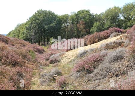 Mookerheide in Mook, Niederlande Stockfoto