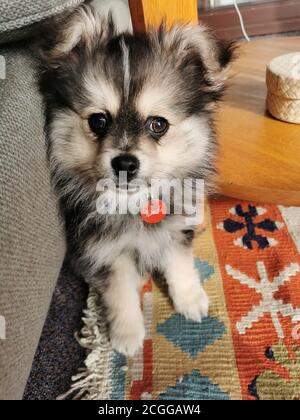 Niedliche flauschige Pomchi Welpen Porträt Stockfoto