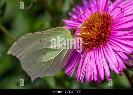 Gonepteryx rhamni Schmetterling auf einer saftigen rosa Farbe Blume Stockfoto