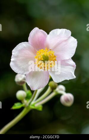 Rosa gelb hörte Anemone Blume unter Sommersonnenlicht und gegen Ein verschwommener dunkelgrüner Hintergrund Stockfoto