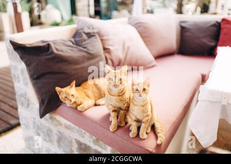 Drei Ingwer-Katzen auf einem rosa Sofa mit bunten Kissen im Zimmer. Stockfoto