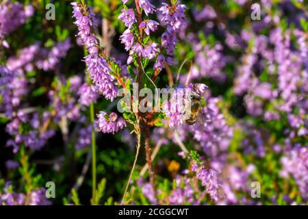 Wenig Fliegen und Surfen auf der Heideblüte zu sammeln Pollen unter einem hellen Sommersonnenlicht Stockfoto