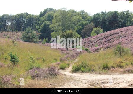 Mookerheide in Mook, Niederlande Stockfoto