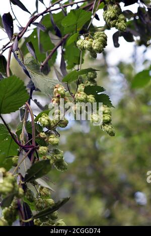 Wildhopfen wächst in Heckenbude broome norfolk england (humulus lupulus) Stockfoto