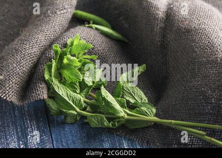 Minzzweig auf dunklem Grund, graues Etuich Stockfoto