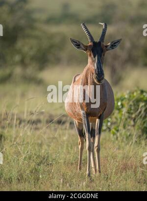 Der Topi ist eine Unterart der gewöhnlichen Tessebe. t ist eine hoch soziale Antilope, die in den Savannen, Halbwüsten in Afrika, gefunden wird. Stockfoto