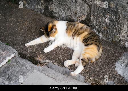 Eine dreifarbige Katze schlummert auf dem Asphalt gegen eine Steinmauer. Stockfoto