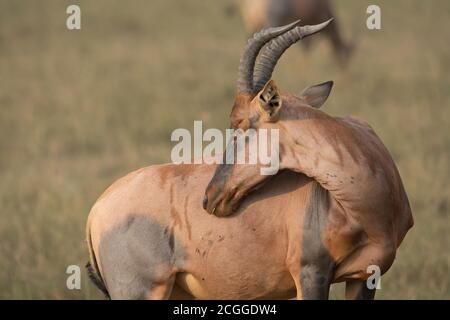 Der Topi ist eine Unterart der gewöhnlichen Tessebe. t ist eine hoch soziale Antilope, die in den Savannen, Halbwüsten in Afrika, gefunden wird. Stockfoto