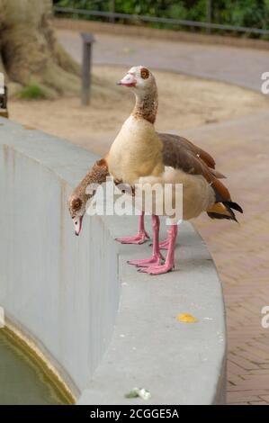 Zwei ägyptische Gänse (Alopochen aegyptiaca) Stockfoto