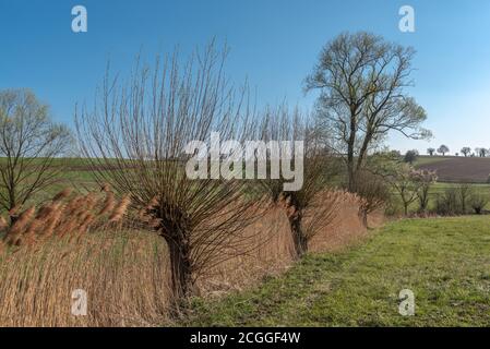 Kleines Biotop mit Weiden, Walzbachtal-Johlingen, Kraichgau, Baden-Württemberg, Deutschland, Europa Stockfoto