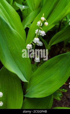 Wald landyshi- dick duftenden Dickicht von zarten Blüten im Mai und April. Stockfoto