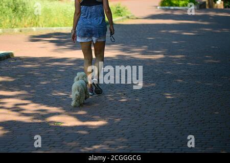 Weiße Hunde gehen, begleitet von ihrer Herrin, auf dem Bürgersteig Stockfoto
