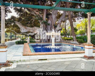 12. März 2020: Cadiz, Spanien - Brunnen in den Alameda Apodaca Gärten Cadiz, Spanien. Der riesige Baum ist Ficus Elastica und wurde um 1900 gepflanzt. Stockfoto