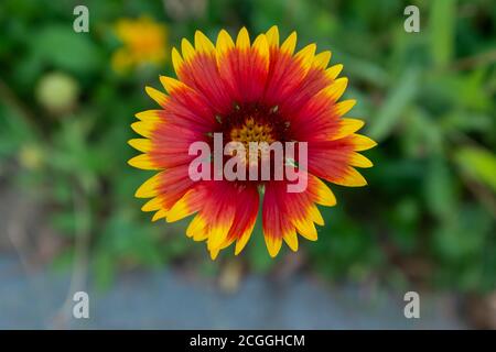 Eine Feuerradblume aus nächster Nähe Stockfoto