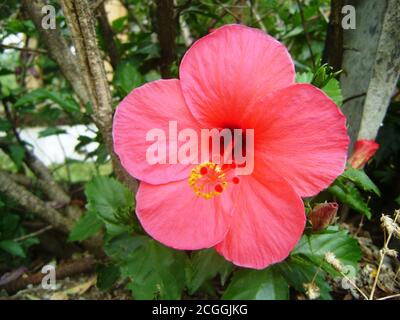 Rosa Hibiskus wächst in einem Garten Stockfoto