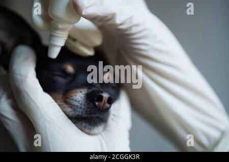 Nahaufnahme, Tierarzt in weißen medizinischen Handschuhen Tropfen Auge auf den kleinen schwarzen Spielzeug Terrier Hund in der Klinik. Stockfoto