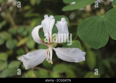 Schöne weiße Bauhinia Blume, die in einem Garten wächst Stockfoto