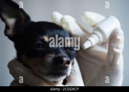 Nahaufnahme, Tierarzt in weißen medizinischen Handschuhen Tropfen Auge auf den kleinen schwarzen Spielzeug Terrier Hund in der Klinik. Stockfoto