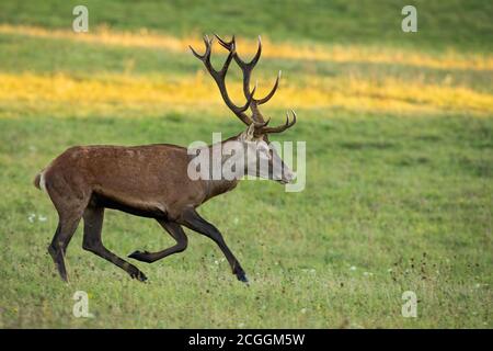 Aktive Rothirsch Satg läuft auf der Wiese im Herbst Sonnenaufgang. Stockfoto