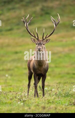 Majestätische Rothirsche stehen auf der Wiese in der herbstlichen Natur. Stockfoto