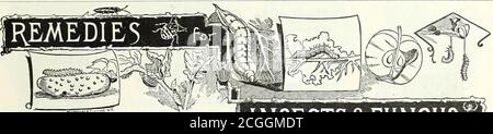 . Peter Henderson & Co. Großhandel Katalog von Zwiebeln, Pflanzen und Blumensamen für Herbst Pflanzen : 1896 . PETEE HENDERSON .& CO., KEW YORK. – MSECTICIDES, & C., GROSSHANDEL. 35. Unser neues Buch, SCHÄDLICHE INSEKTEN UND PFLANZEN 7^r-. KRANKHEITEN, MIT MITTELN. WEITERE INFORMATIONEN FINDEN SIE AUF SEITE 41. I INJECTS&FUN6U€I: THE GEFEIERTE Rose-Leaf (Extrakt aus Tabak.) Insektizid. ROSENBLATT-EXTRAKT OFTOBACCO. INSEKTIZID. Dieses Insektizid wurde nun am gründlichsten getestet und ist nachweislich eines der mosteffectual Artikel, die jemals für die Zerstörung aller Insekten und Skala auf Pflanzen verwendet wurden, die nicht verletzt Stockfoto
