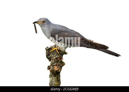 Gewöhnlicher Kuckuck, der auf dem Ast auf weißem Hintergrund füttert. Stockfoto