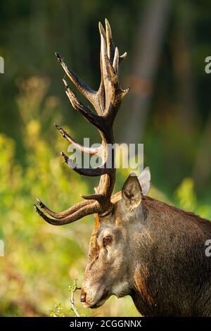 Rotwild, der im Frühling aus der Nähe in die Natur schaut. Stockfoto