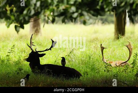 Eine Elster geht auf dem Rücken eines Damhirsches, während sie sich unter den Bäumen im Phoenix Park in Dublin ausruhen. Bilddatum: Freitag, 11. September 2020. Bildnachweis sollte lauten: Brian Lawless/PA Wire Stockfoto