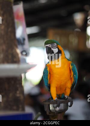 Aras Psittacidae, bunte Papagei auf einem eisernen Stand auf verschwommenem Hintergrund stehend, Vogelflügel Tier Geflügel Stockfoto